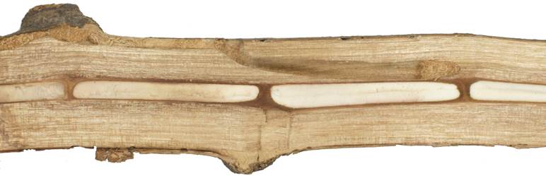 aab ...... Ficus.JPG